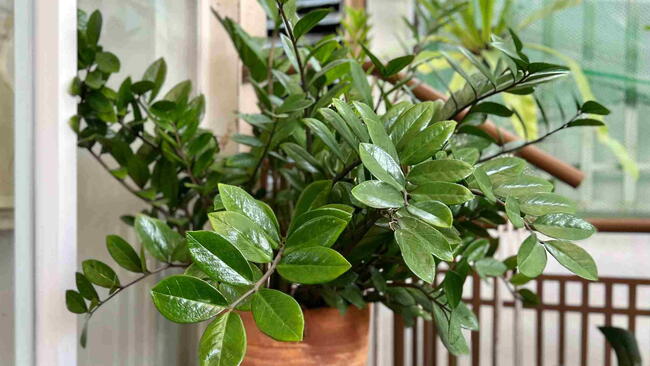 ZZ plant in a container
