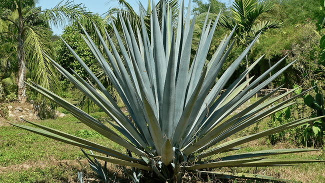 A large agave plant with tall spiky leaves shooting out of the plant in a fan shape.