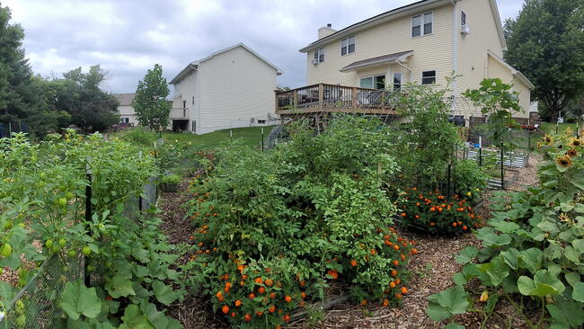 Beginner Vegetable Garden by Andrea