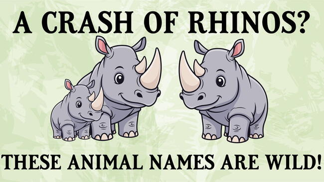 animal group names, a crash of rhinos