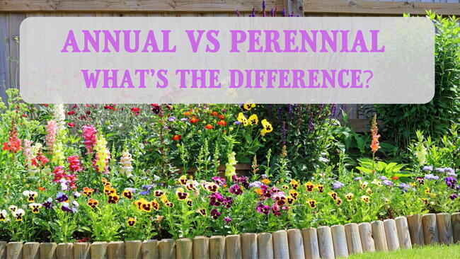 Annuals vs. Perennials