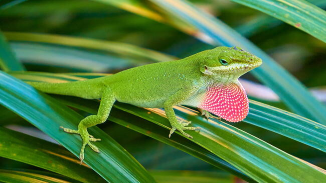 Green anole showing its red dewlap