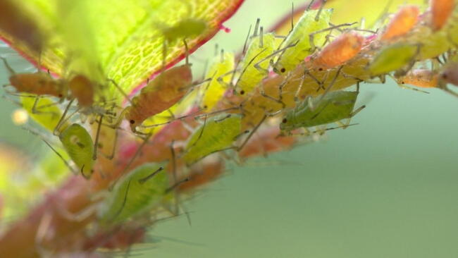 green aphids crawling on a plant