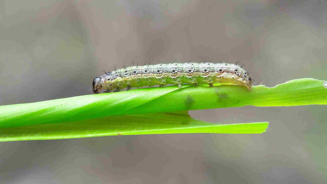 Armyworm on leaf