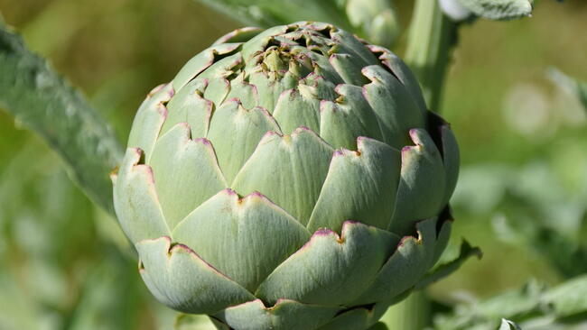 close up photo of a globe artichoke
