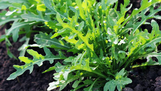 close up of arugula lettuce in the garden