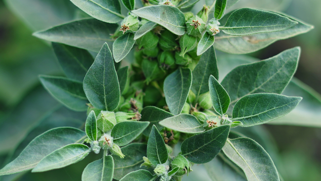 Ashwagandha plant