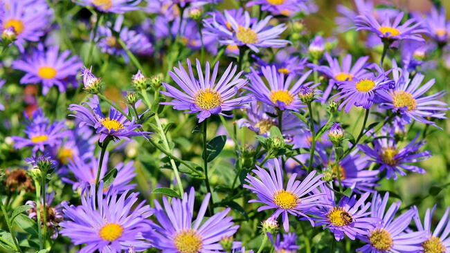 purple aster flowers in a garden