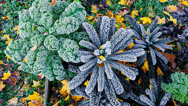 Fall Vegetable Garden With Frost