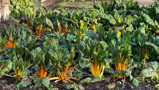 Backyard Vegetable Garden