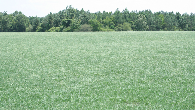 Bahiagrass mowed