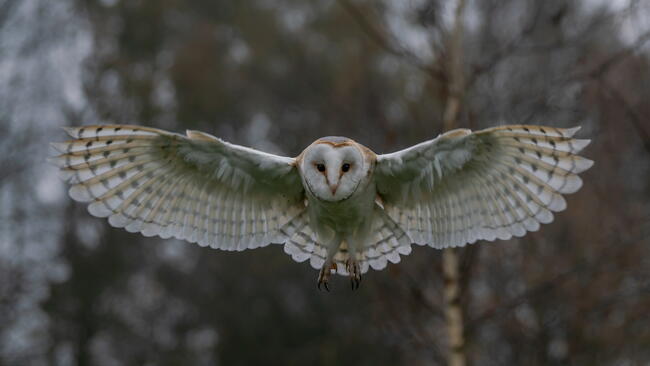 Barn Owl in Flight