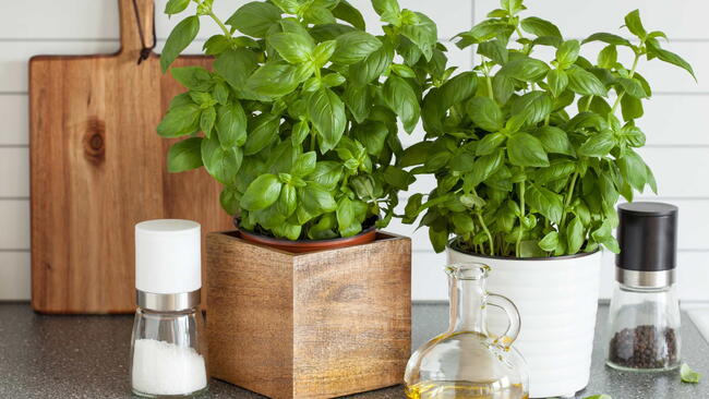 fresh basil herb in pot olive oil kitchen salt pepper grinder
