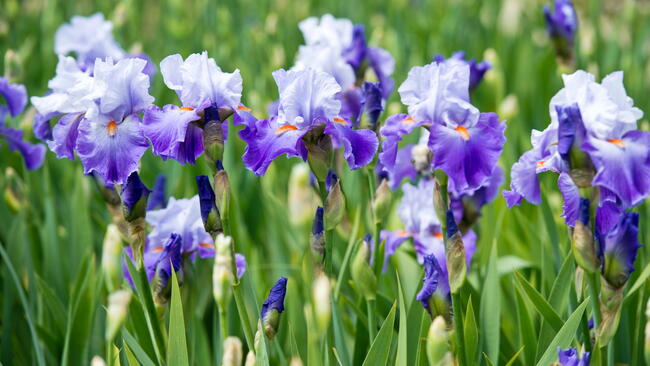 sky-blue Bearded Irises, ready to be divided