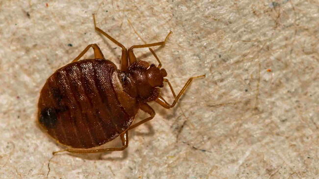 A Close up of a Bed Bug (Cimex lectularius)