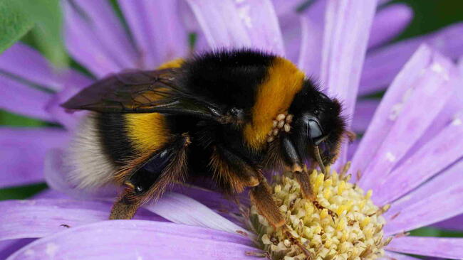 Bumblebee on Aster