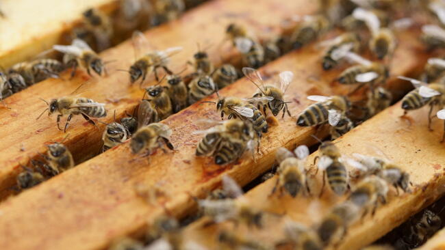 bees on beehive frames