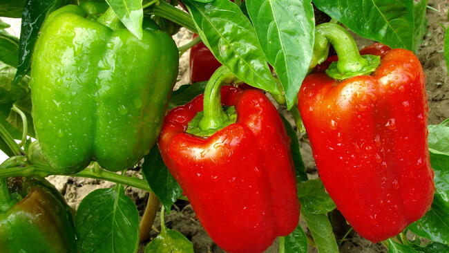 green bell peppers and red bell peppers on a plant in the garden 