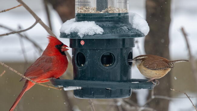 Cardinal and wren at a bird feeder during winter