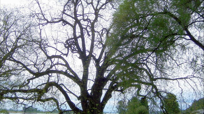 a black walnut tree planted in the yard with a blue sky behind it
