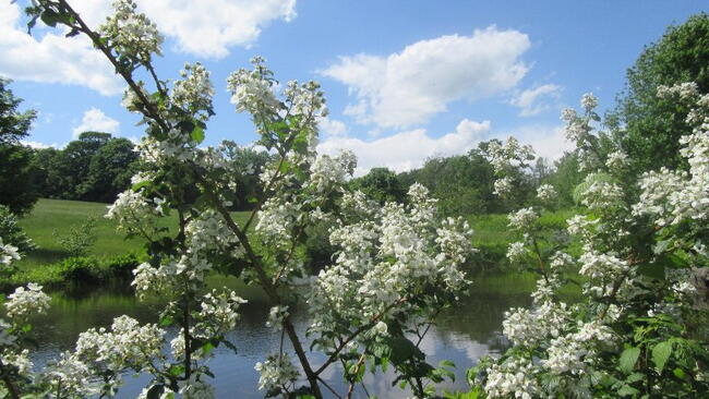 blackberry bush in bloom