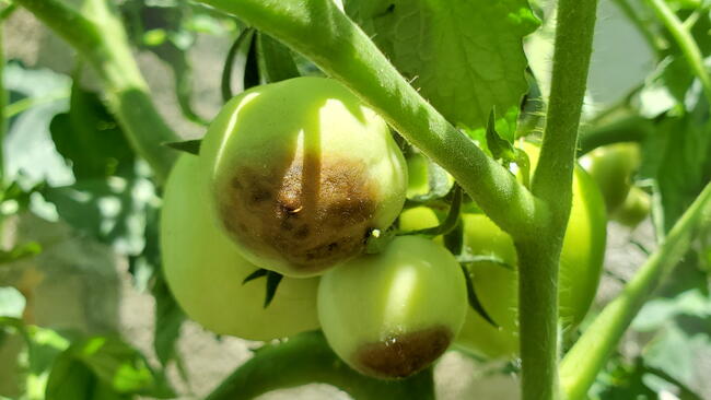 Blossom-End Rot on Tomatoes
