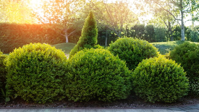 English boxwood shrubs highlighted by rays of sunshine