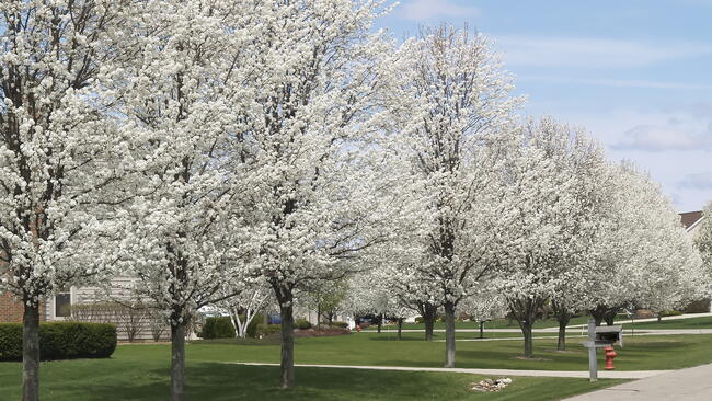 callery pear