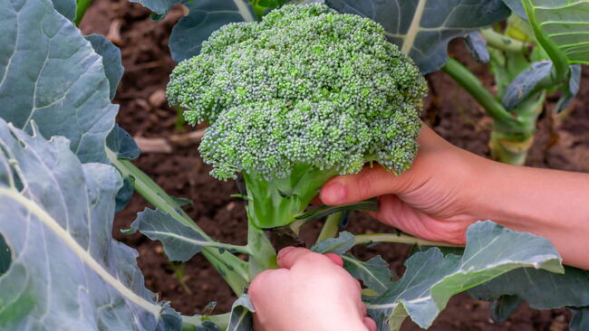 Cutting broccoli head from stem