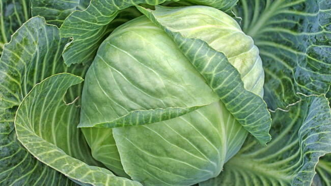 Head of green cabbage in organic home farm vegetable food