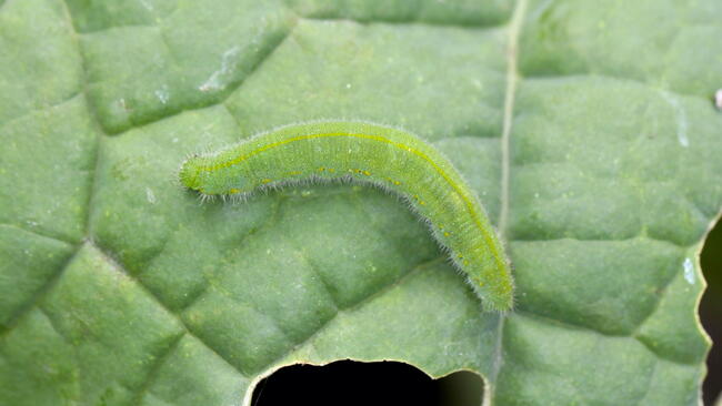 cabbage worm on a cabbage leaf
