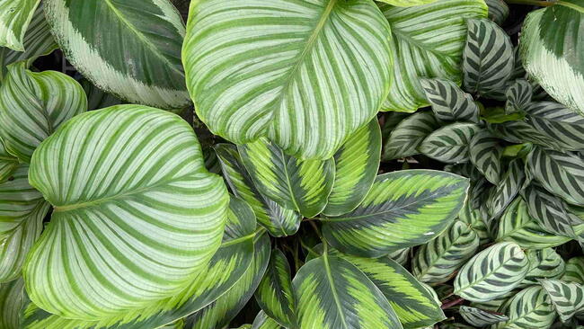 Calathea plants