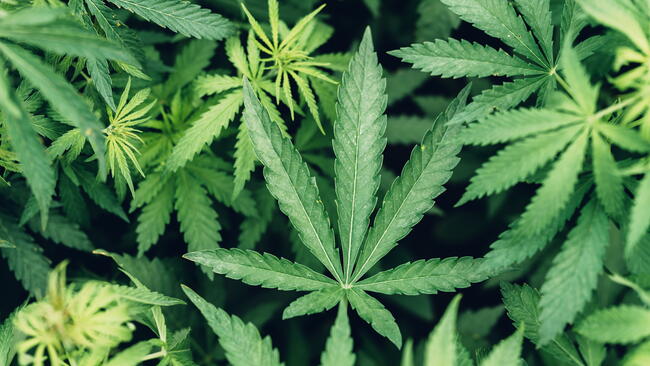 Close-up showing the distinct leaf of cannabis sativa. Shutterstock