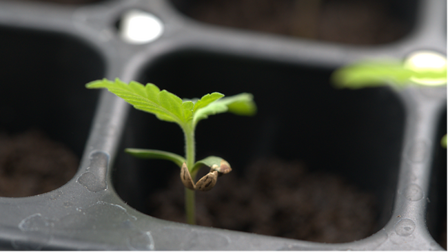 A tiny cannabis sprout emerging from soil after direct planting