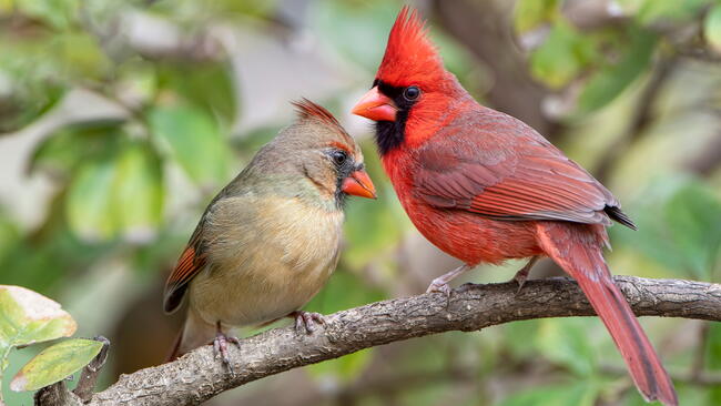 Male and female cardinal resting on a branch 