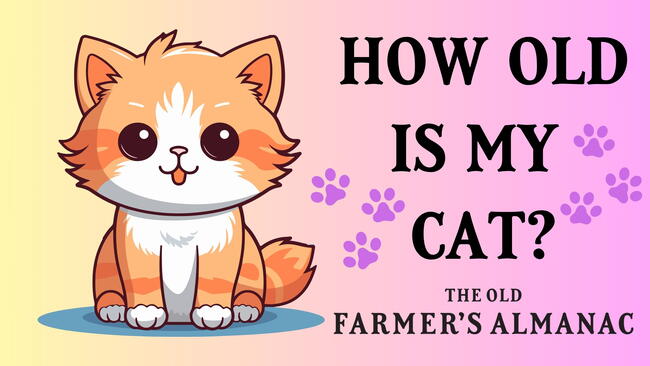 Cat Age Calculator Hero Image