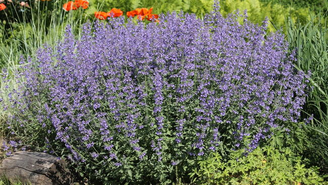 catmint plan