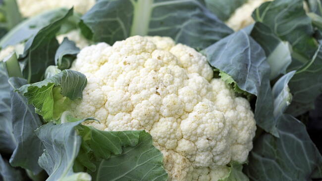 white cauliflower growing the garden