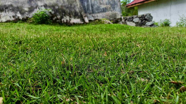 Centipedegrass