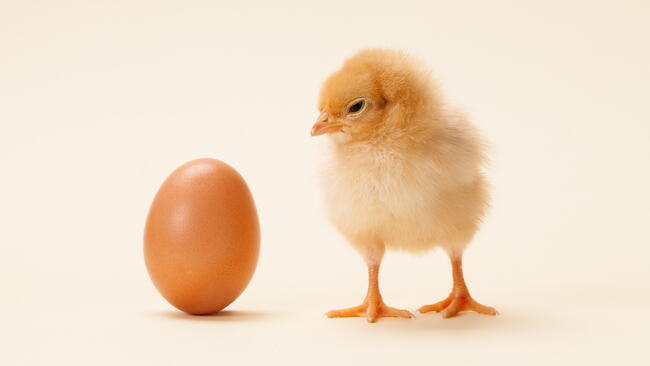 An egg and a baby chick side by side 