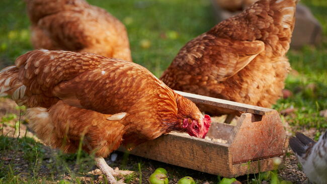 Two chickens feeding out of a trough