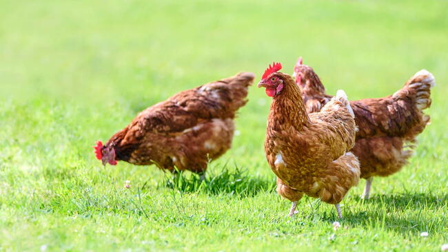 Hens on a traditional free range poultry organic farm grazing on the grass