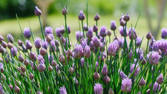 Lush flowering chives with purple buds in the garden. Wild Chives flower or Flowering Onion, Allium Schoenoprasum , Chinese Chives, Schnittlauch, Garlic Chives. Shallow depth of field