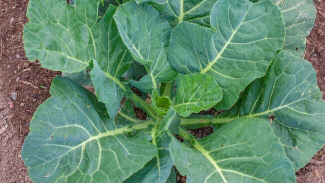 Top-down view of a collard green plant in the garden