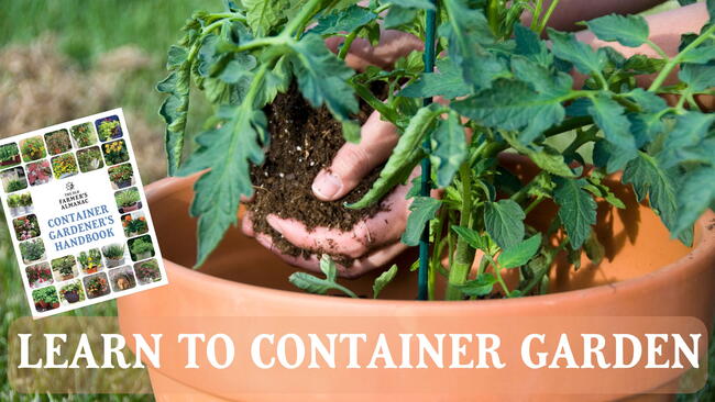 a beginners guide to container gardening. tomatoes in a container/pot with a wicker basket