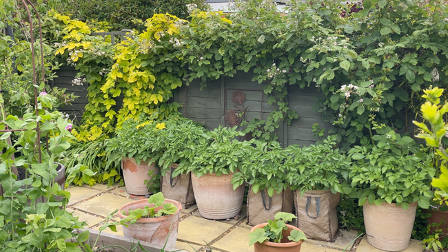 Container Vegetable Garden
