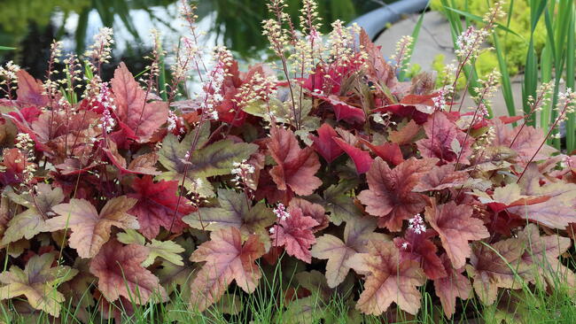 Colorful coral bells foliage with delicate flower spikes in a shaded garden