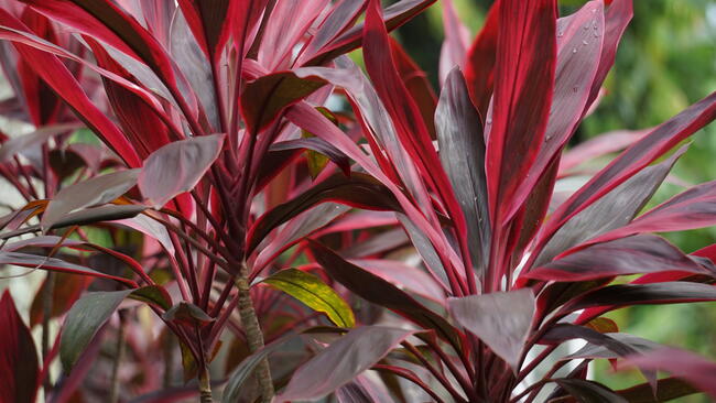 Cordyline fruticosa commonly called ti plant, palm lily, cabbage palm, good luck plant, Convallaria fruticosa L., Asparagus terminalis L., Cordyline terminalis or andong (indonesian)