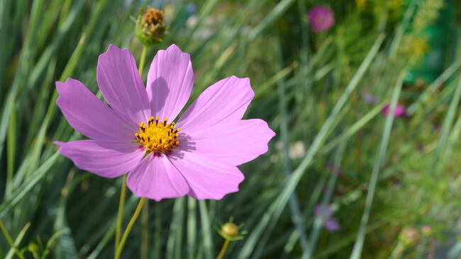 pink cosmos flower with a yellow center