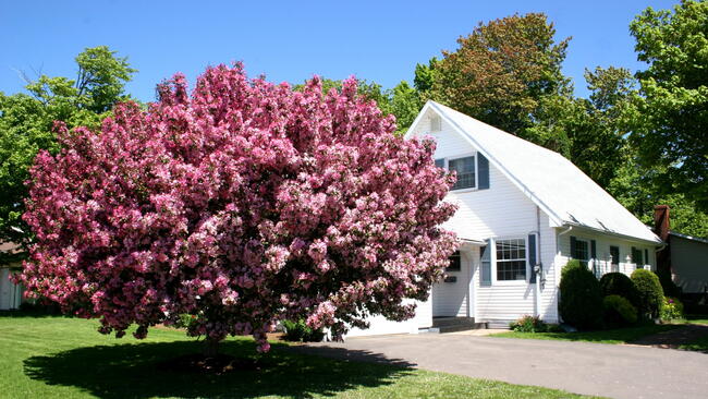 Crabapple tree near house